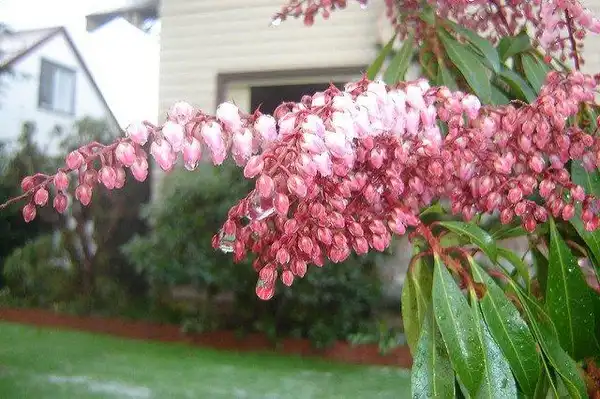 Photo of Pieris japonica (Pieris japonicas)