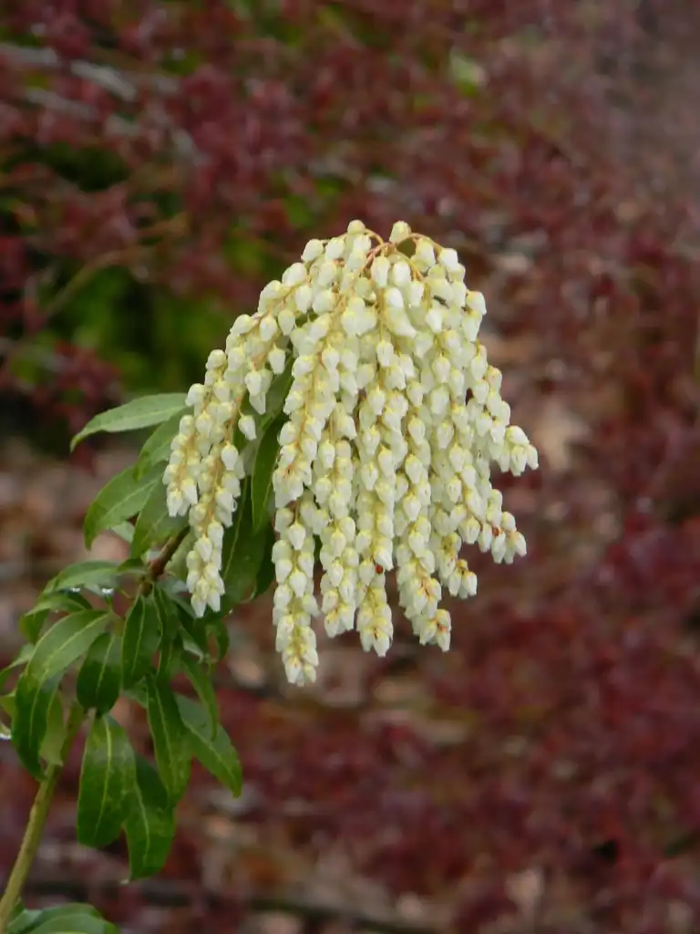 Photo of Pieris japonica - ‘Scarlet O’Hara’ Flowers (Buncombe County, NC):Randy Harter