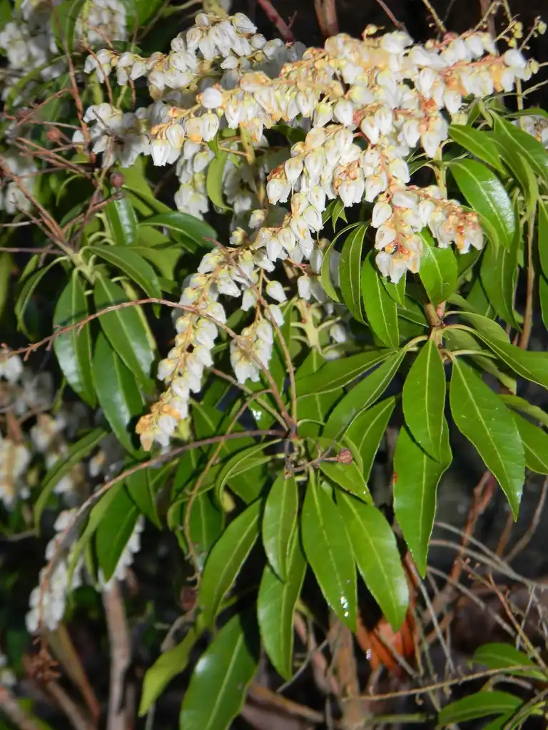 Photo of Pieris japonica - ‘Scarlet O’Hara’ Flower and leaves close-up (Buncombe County, NC):Randy Harter