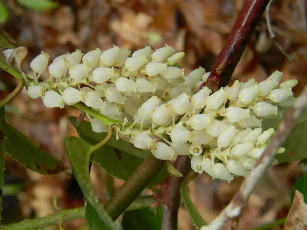 Photo of Pieris japonica - ‘Scarlet O’Hara’ Flower close-up (Buncombe County, NC):Randy Harter
