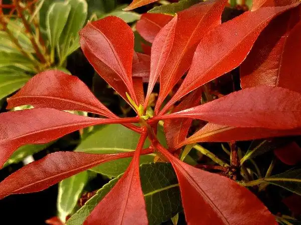 Photo of Pieris japonica - New growth:claude37