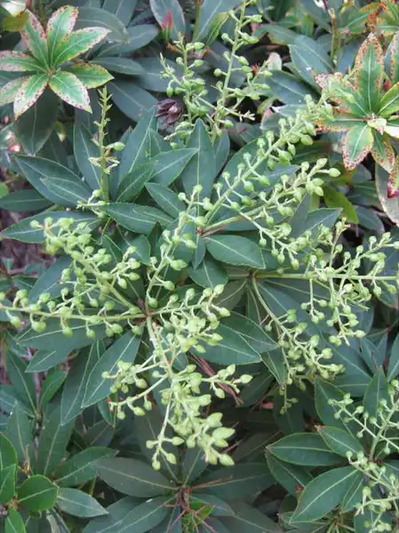 Photo of Pieris japonica - Flower buds:JC Raulston Arboretum