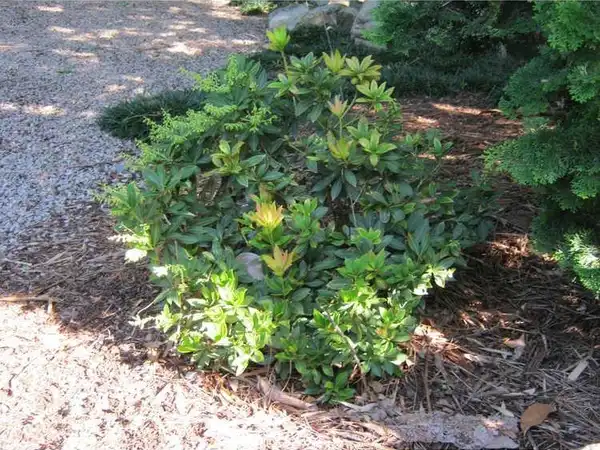 Photo of Pieris japonica - Form:JC Raulston Arboretum