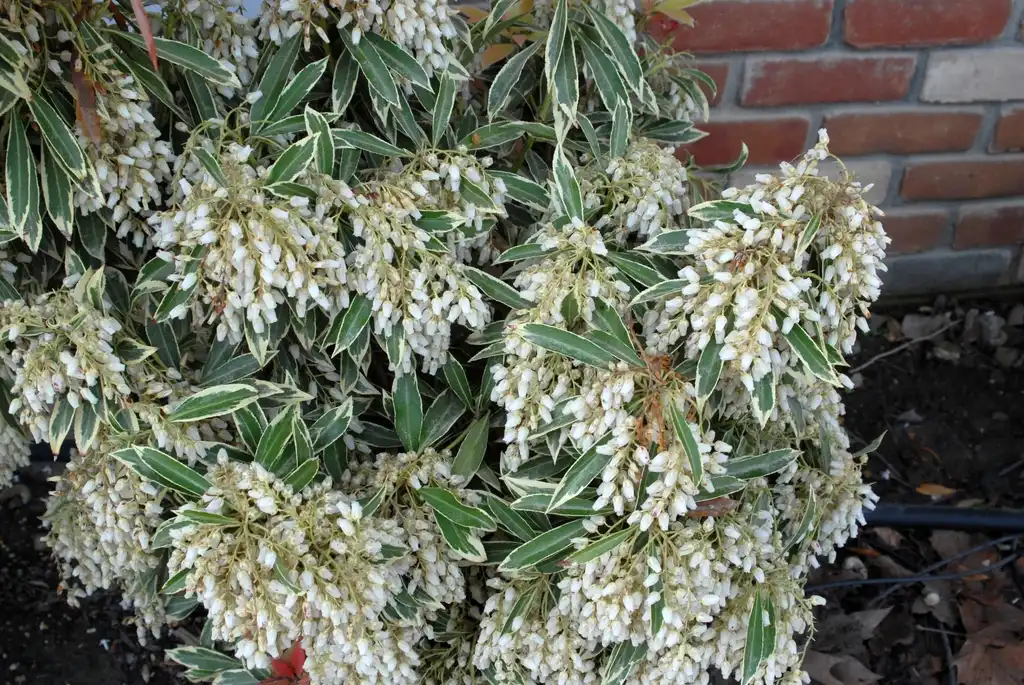 Photo of Pieris japonica - Pieris japonica 'Flaming Silver' Leaf and Flower:Jim Robbins