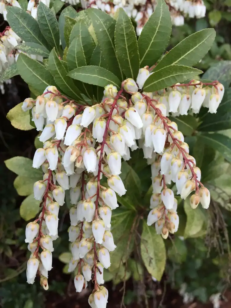 Photo of Pieris japonica - White flowers Asheville, NC:Jim Robbins