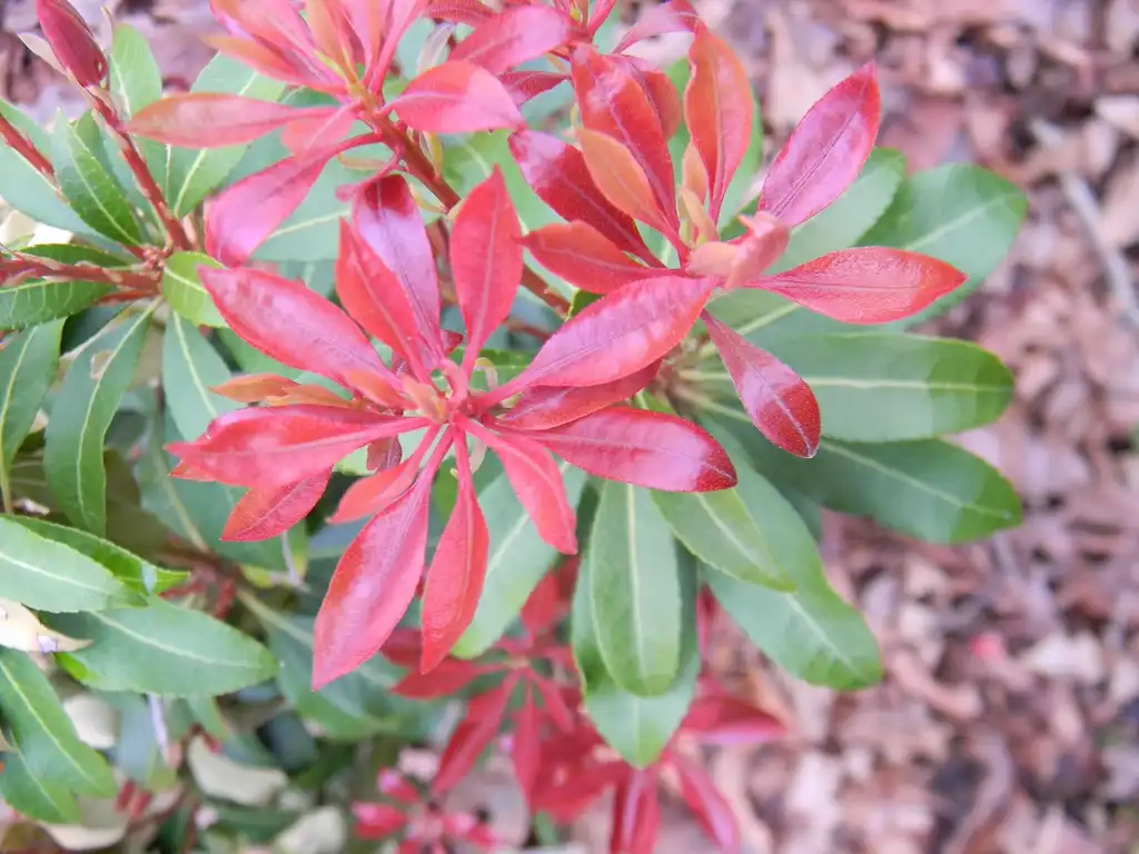 Photo of Pieris japonica - 'Mountain Fire' Leaves (Buncombe County, NC):Randy Harter