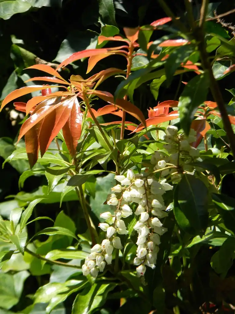 Photo of Pieris japonica - 'Mountain Fire' Flower bud and leaves (Buncombe County, NC):Randy Harter