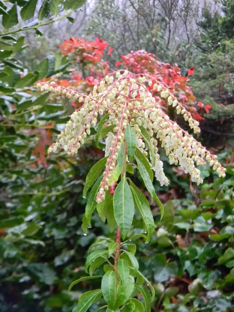 Photo of Pieris japonica - 'Mountain Fire' Flower and leaves (Buncombe County, NC):Randy Harter