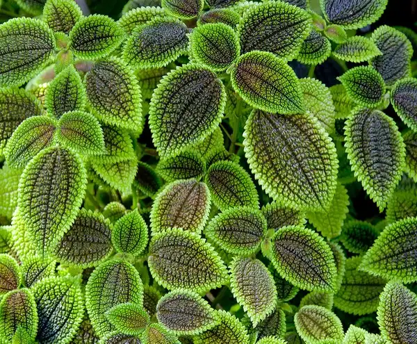 Фото Pilea involucrata (Pilea involucratas)