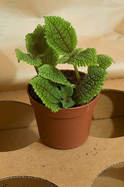 Фото Pilea involucrata (Pilea involucratas)