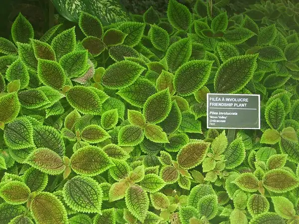 Фото Pilea involucrata - Pilea involucrata:Francois Guibert