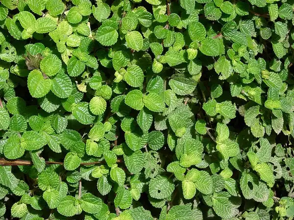 Фото Pilea nummulariifolia (Pilea nummulariifolias)