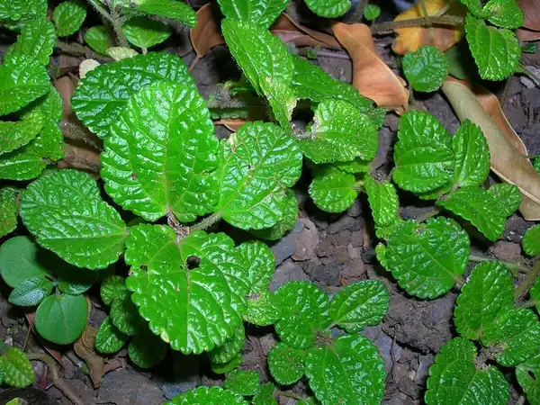 Фото Pilea nummulariifolia (Pilea nummulariifolias)