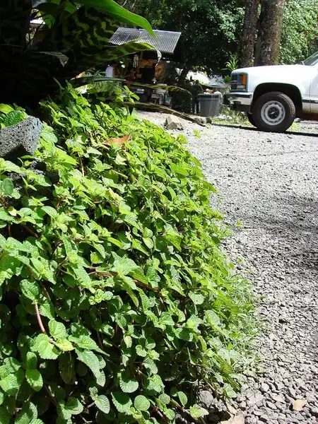 Фото Pilea nummulariifolia - Trailing over a rock wall:Forest and Kim Starr