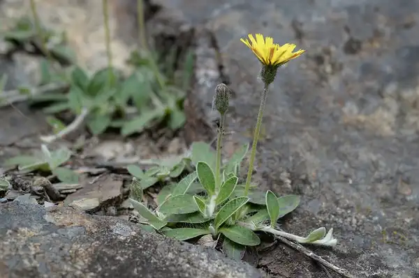 Фото Pilosella officinarum (Pilosella officinarums)