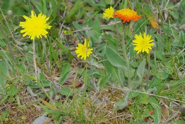 Фото Pilosella officinarum (Pilosella officinarums)