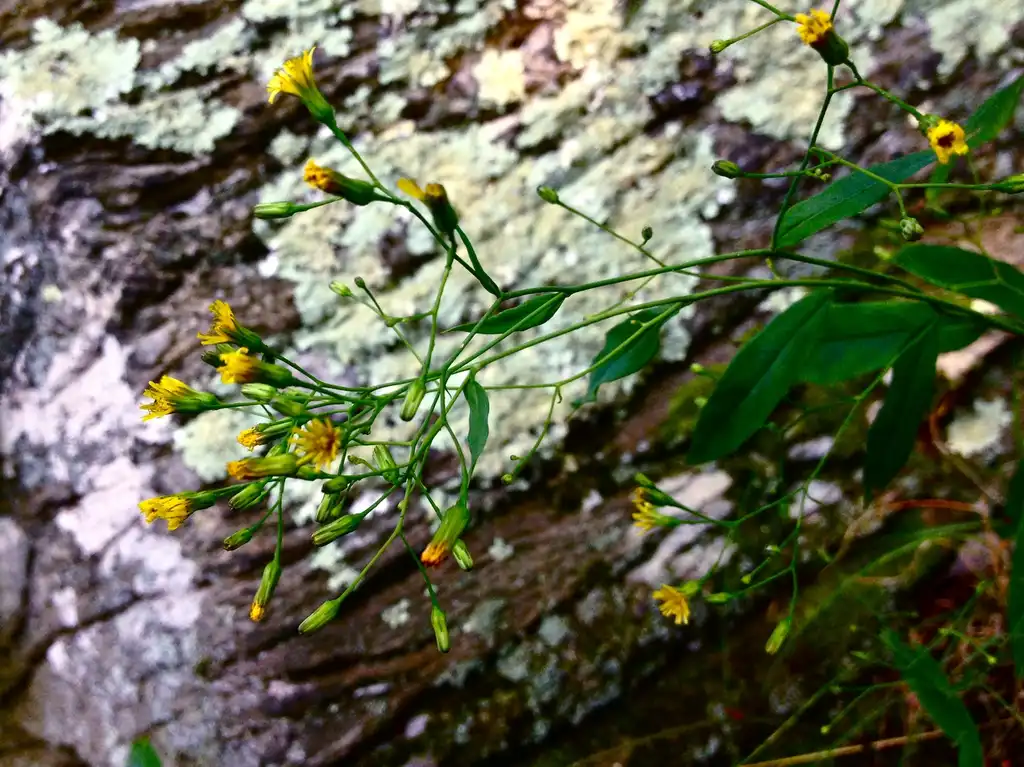 Photo of Pilosella paniculata (Pilosella paniculatas)