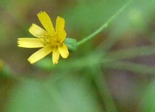 Photo of Pilosella paniculata (Pilosella paniculatas)
