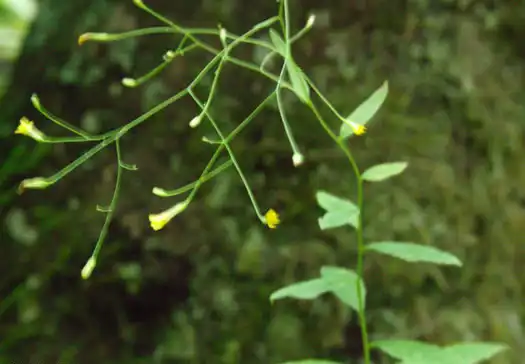 Photo of Pilosella paniculata - Form:JK Marlow