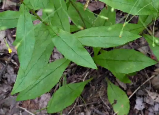Photo of Pilosella paniculata - Foliage:JK Marlow