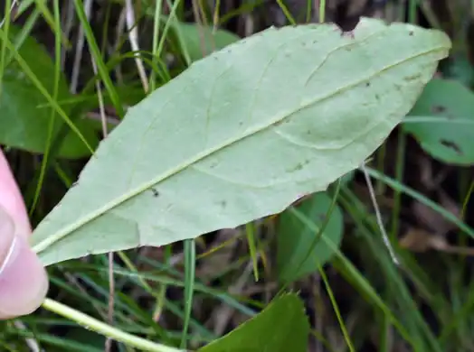 Photo of Pilosella paniculata - Foliage underside:JK Marlow