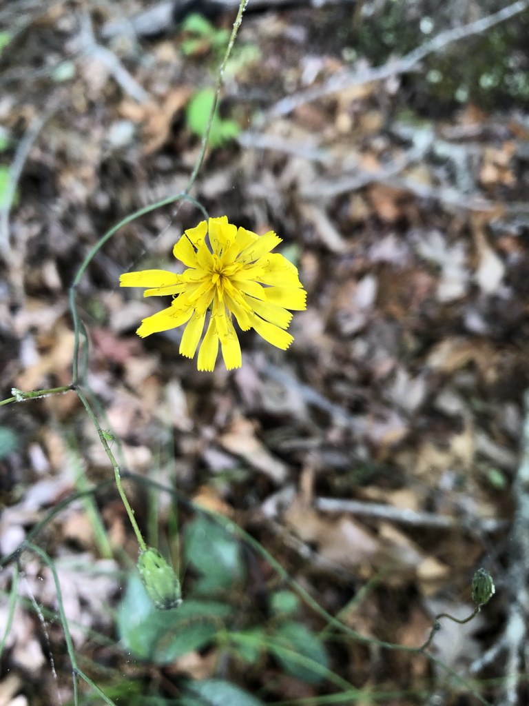 Photo of Pilosella venosa (Pilosella venosas)