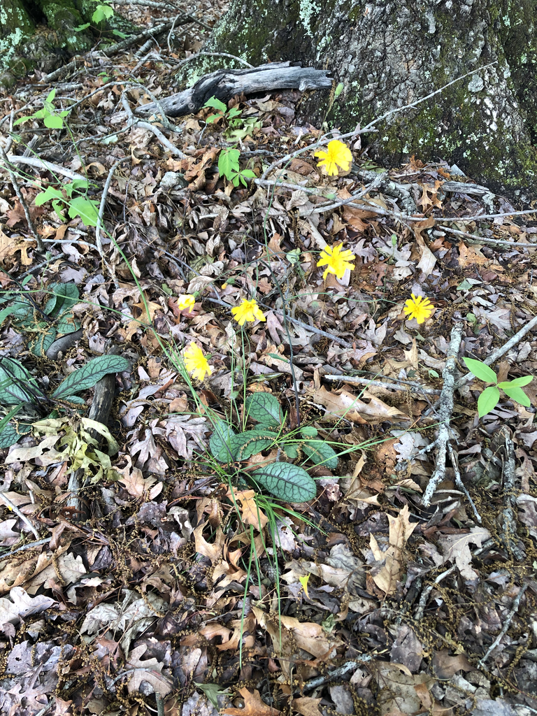 Photo of Pilosella venosa - Form (Durham County)-Late Spring:Andrea Laine
