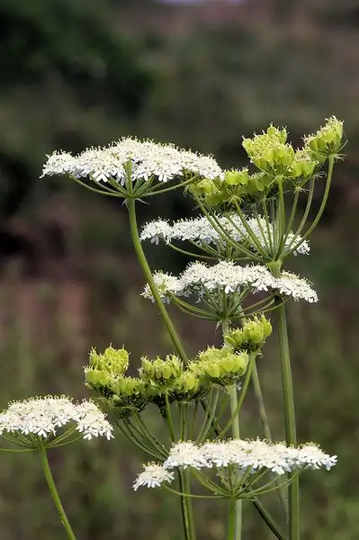 Foto de Pimpinella anisum (Pimpinella anisums)