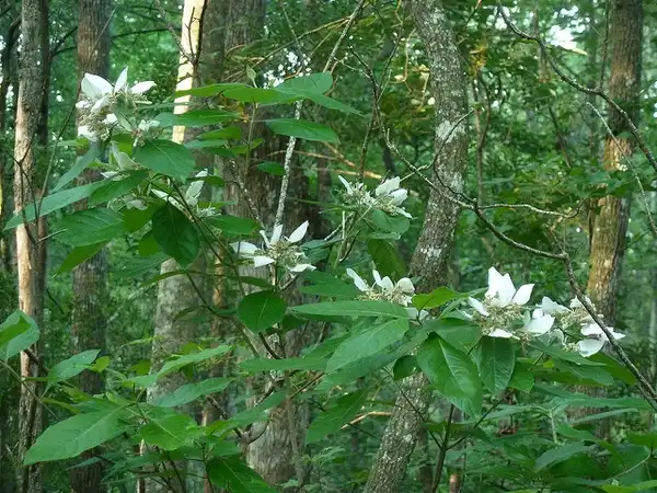 Photo of Pinckneya pubens (Pinckneya pubenss)