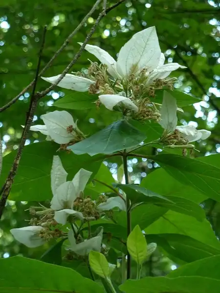 Photo of Pinckneya pubens (Pinckneya pubenss)