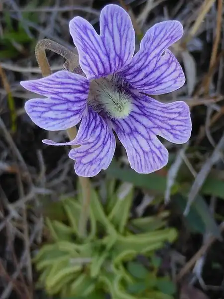 Фото Pinguicula caerulea (Pinguicula caeruleas)