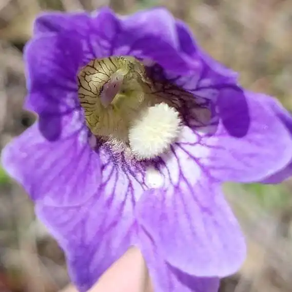 Фото Pinguicula caerulea (Pinguicula caeruleas)