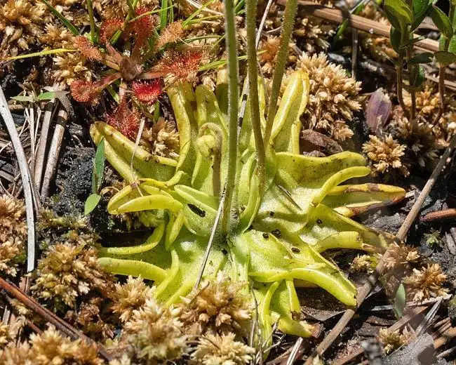 Фото Pinguicula caerulea - Basal leaves:Rich Stevenson