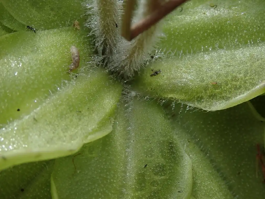 Фото Pinguicula caerulea - Leaf closeup:Matt Parr