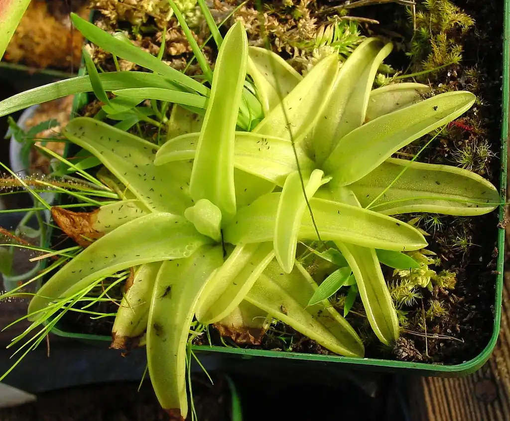 Photo of Pinguicula lutea (Pinguicula luteas)