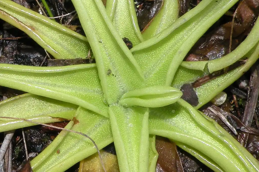Photo of Pinguicula lutea (Pinguicula luteas)