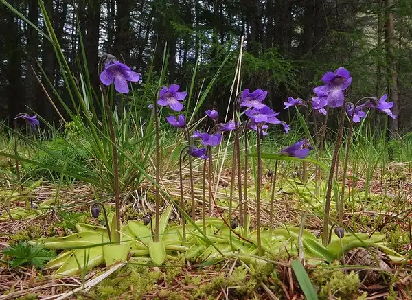 Foto de Pinguicula (Pinguiculas)