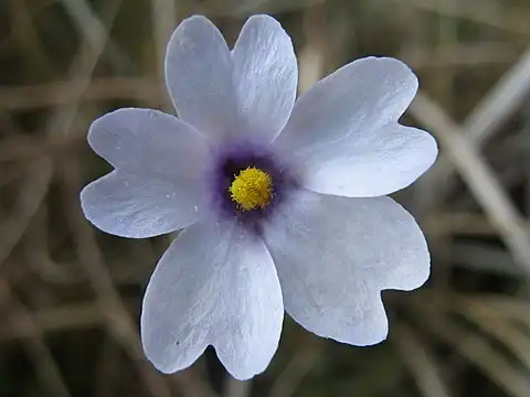 Foto de Pinguicula (Pinguiculas)