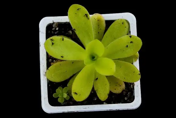 Foto de Pinguicula - Pinguicula agnata:Carnivorasland