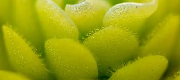 Foto de Pinguicula - Pinguicula esseriana:incidencematrix