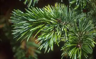 Foto de Pinus aristata (Pinus aristatas)