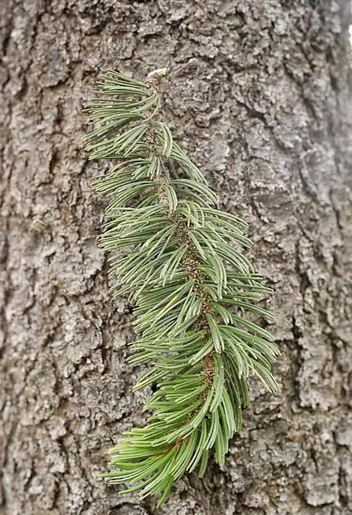 Foto de Pinus aristata (Pinus aristatas)