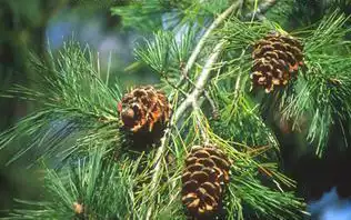 Foto de Pinus armandi (Pinus armandis)