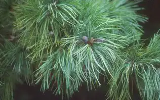Foto de Pinus armandi (Pinus armandis)