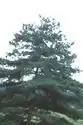 Foto de Pinus armandi - :