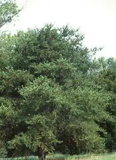 Foto de Pinus banksiana (Pinus banksianas)