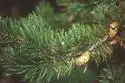 Foto de Pinus banksiana (Pinus banksianas)