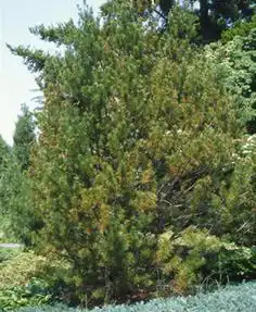 Foto de Pinus bungeana (Pinus bungeanas)