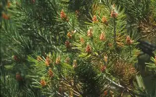Foto de Pinus bungeana (Pinus bungeanas)