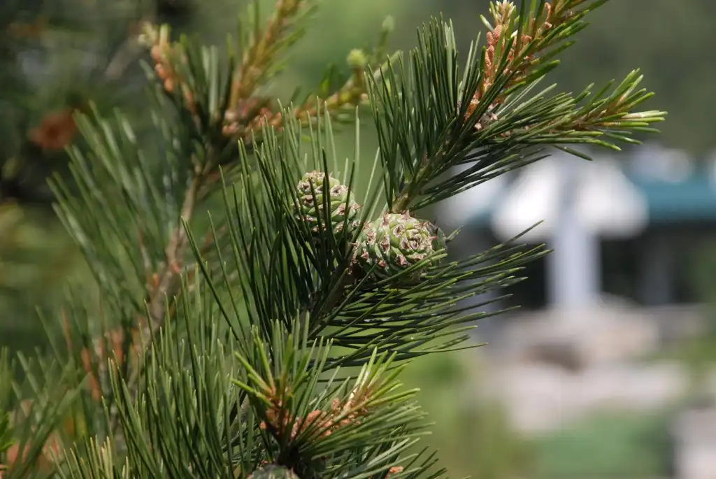 Foto de Pinus bungeana - Fruit and Leaf:Jim Robbins